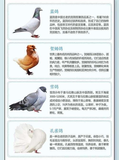 养鸽赚钱吗养什么品种-图1