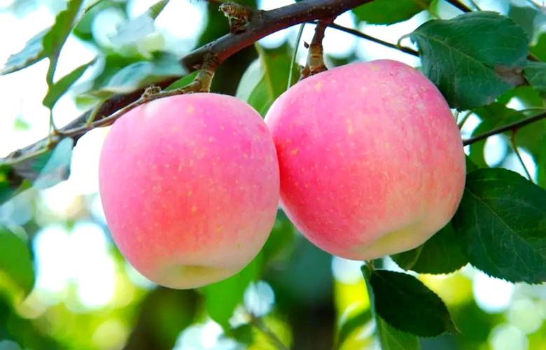 近期哪些苹果树品种好-图2 近期哪些苹果树品种好-图2