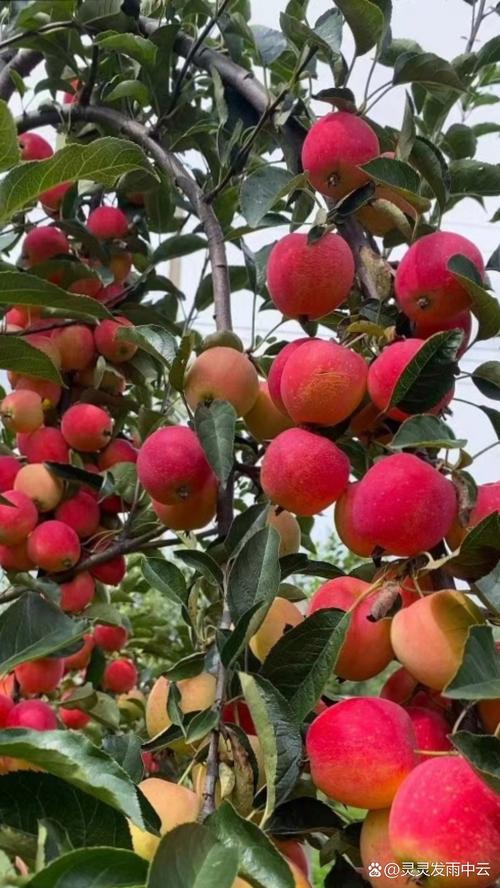 近期哪些苹果树品种好-图1 近期哪些苹果树品种好-图1