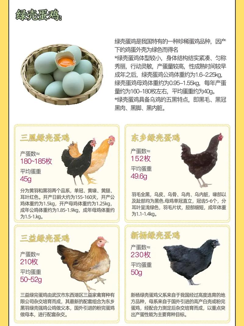 啥品种的蛋鸡适合散养-图1 啥品种的蛋鸡适合散养-图1