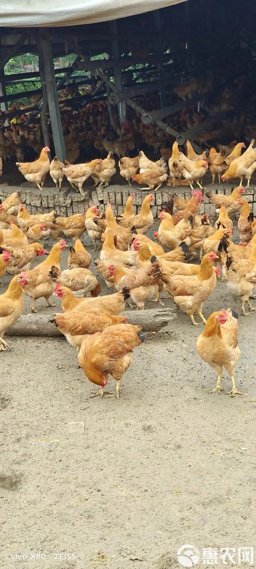 啥品种的蛋鸡适合散养-图2 啥品种的蛋鸡适合散养-图2