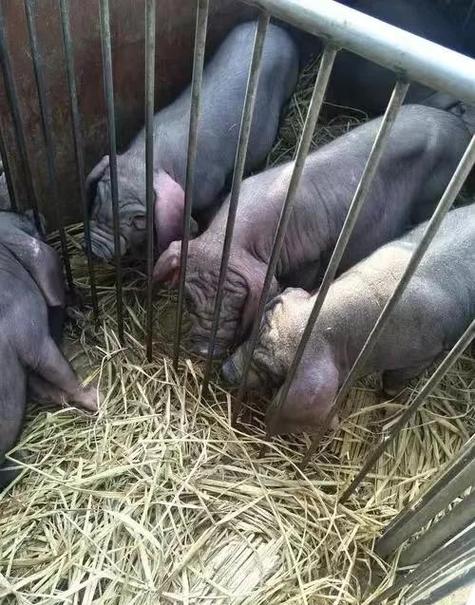 种公猪饲养新技术集锦-图2 种公猪饲养新技术集锦-图2