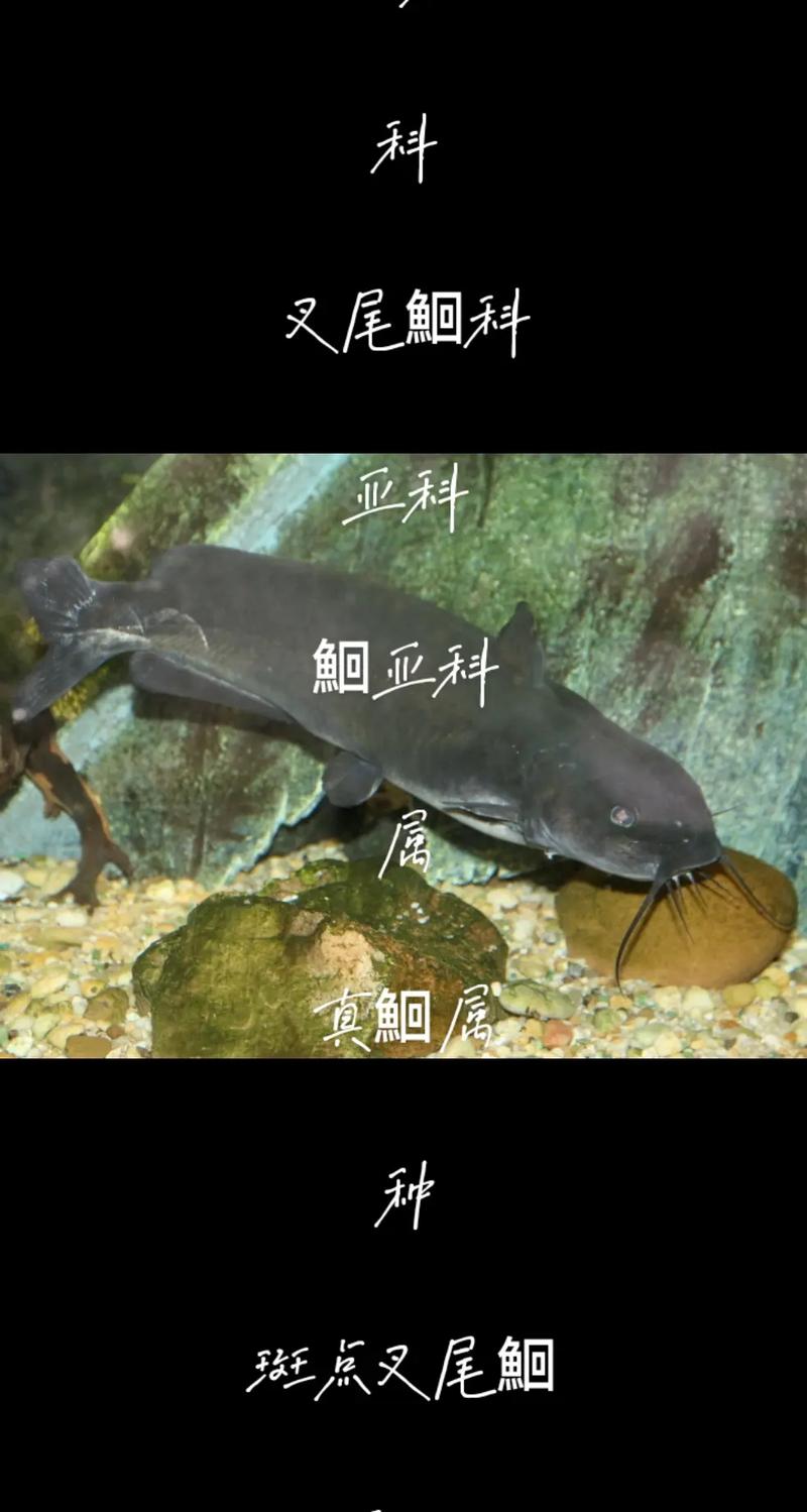 2025斑点叉尾鮰价格会涨还是跌？-图2