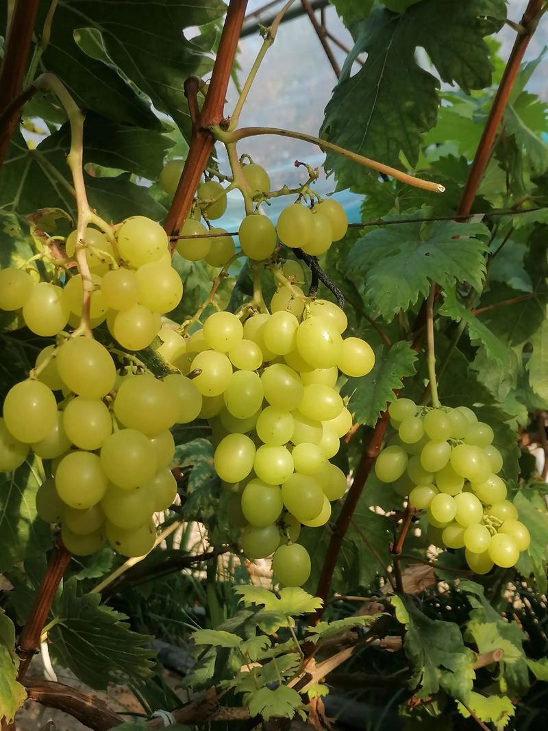 10月份成熟葡萄品种-图3 10月份成熟葡萄品种-图3