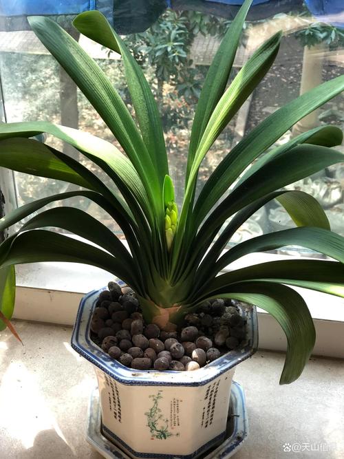 君子兰哪些品种不开花-图1 君子兰哪些品种不开花-图1