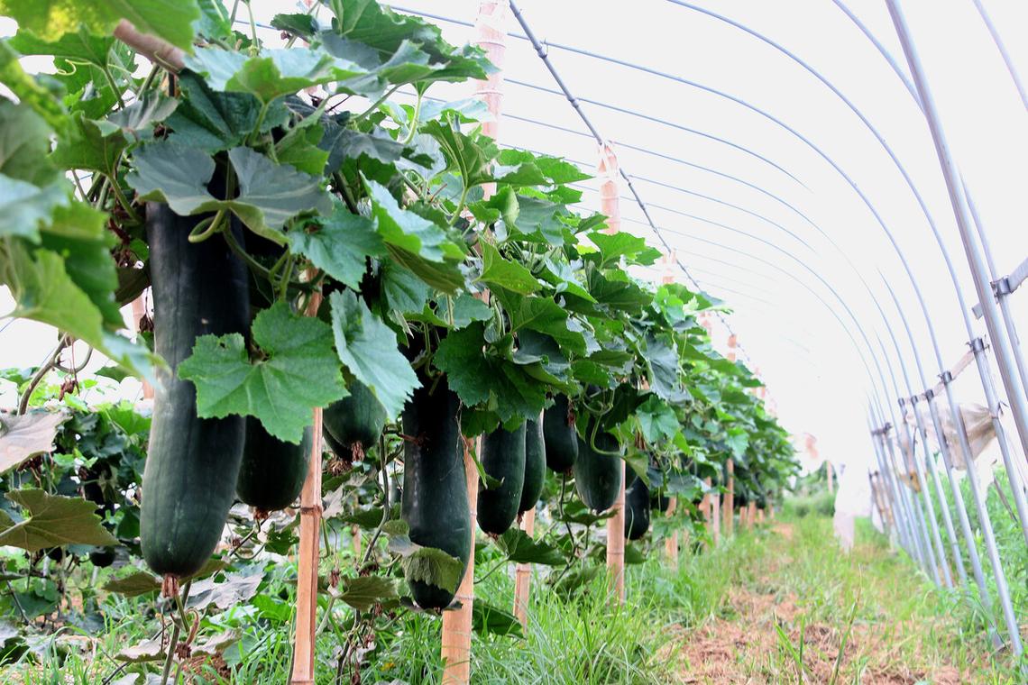 早春冷棚冬瓜种植技术-图2