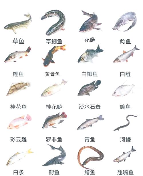 哪四大淡水养殖品种最优良？-图2
