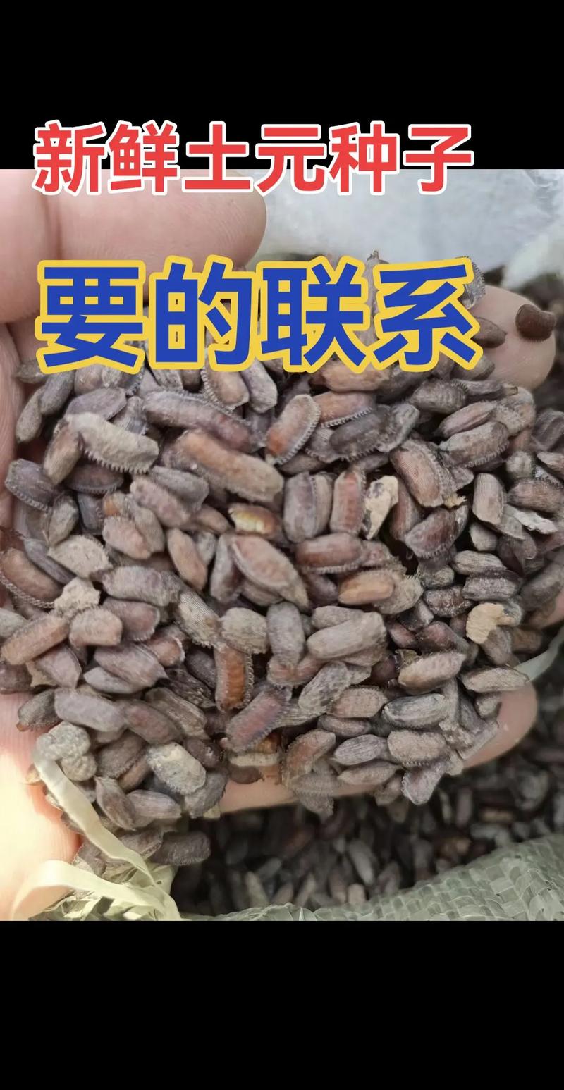 土元品种有哪些？各自特征有何差异？-图2