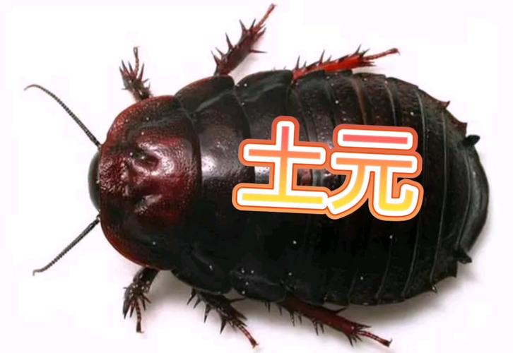 土元品种有哪些?各自特征有何差异?-图3 土元品种有哪些?各自特征有何差异?-图3