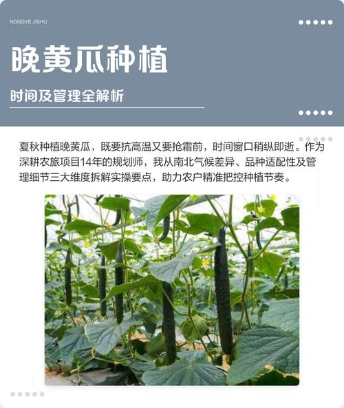 黄瓜的栽培及管理技术-图2
