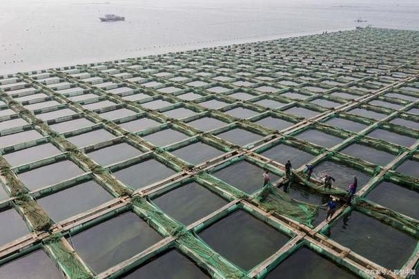 山东淡水网箱养殖技术-图1