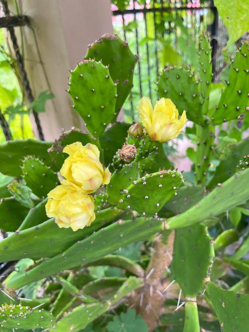 可以开花的仙人掌品种-图1