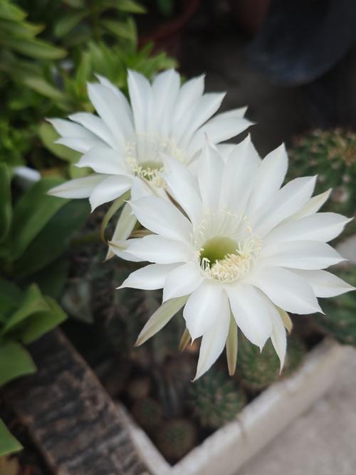 可以开花的仙人掌品种-图2