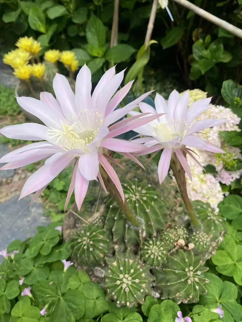 可以开花的仙人掌品种-图3