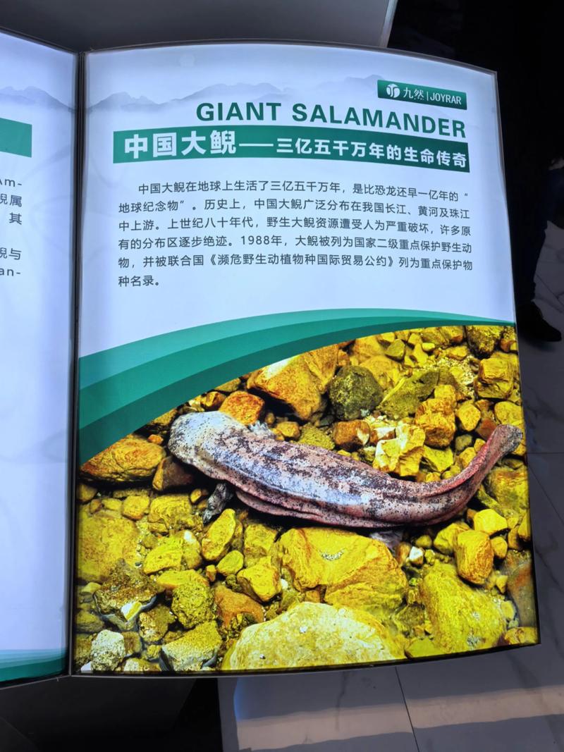 2025年野生娃娃鱼价格会涨还是跌？-图2