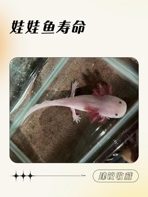 2025年野生娃娃鱼价格会涨还是跌？-图1