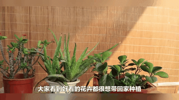 农广天地盆栽技术视频-图2 农广天地盆栽技术视频-图2