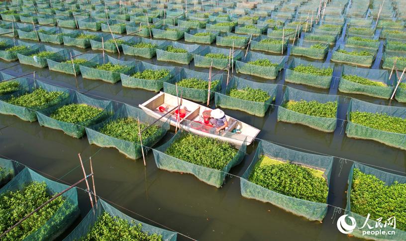 哪里学黄鳝养殖技术与场地？-图2