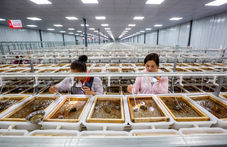 哪里学黄鳝养殖技术与场地？-图1