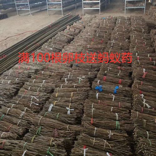 自然卵化金蝉养殖技术难点有哪些?-图1 自然卵化金蝉养殖技术难点有哪些?-图1