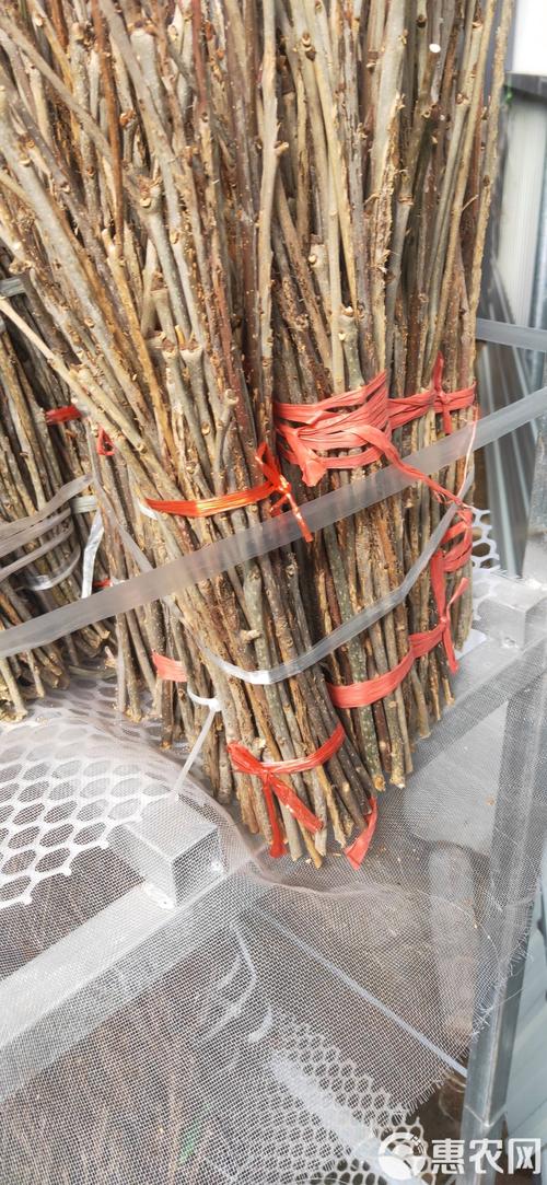 自然卵化金蝉养殖技术难点有哪些？-图3