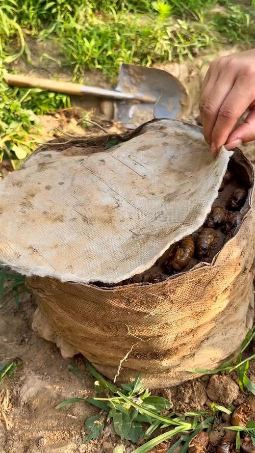 自然卵化金蝉养殖技术难点有哪些？-图2