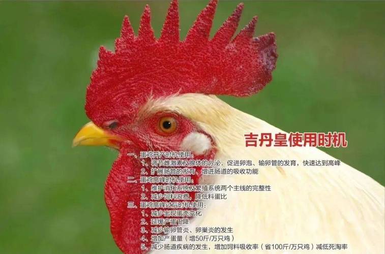 2025年1月鸡蛋价格会涨还是会跌？-图3