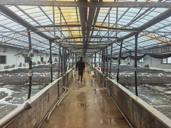 室内养殖青蟹海水技术-图2