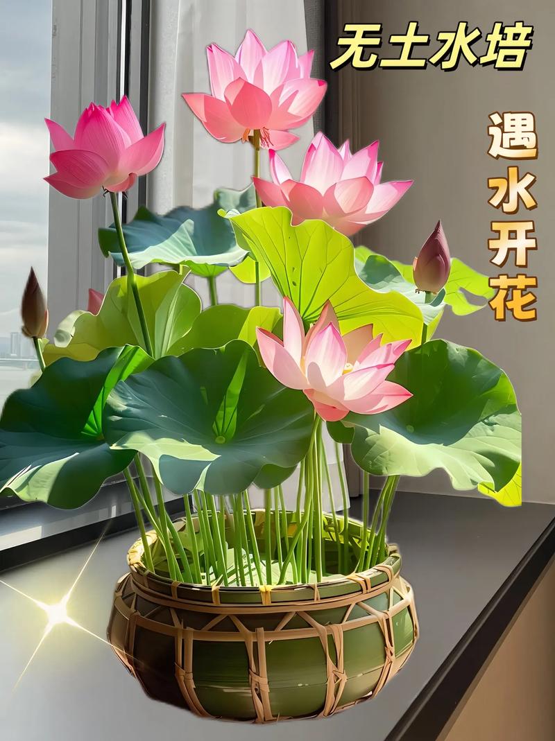 碗莲哪个品种最易养活？-图2