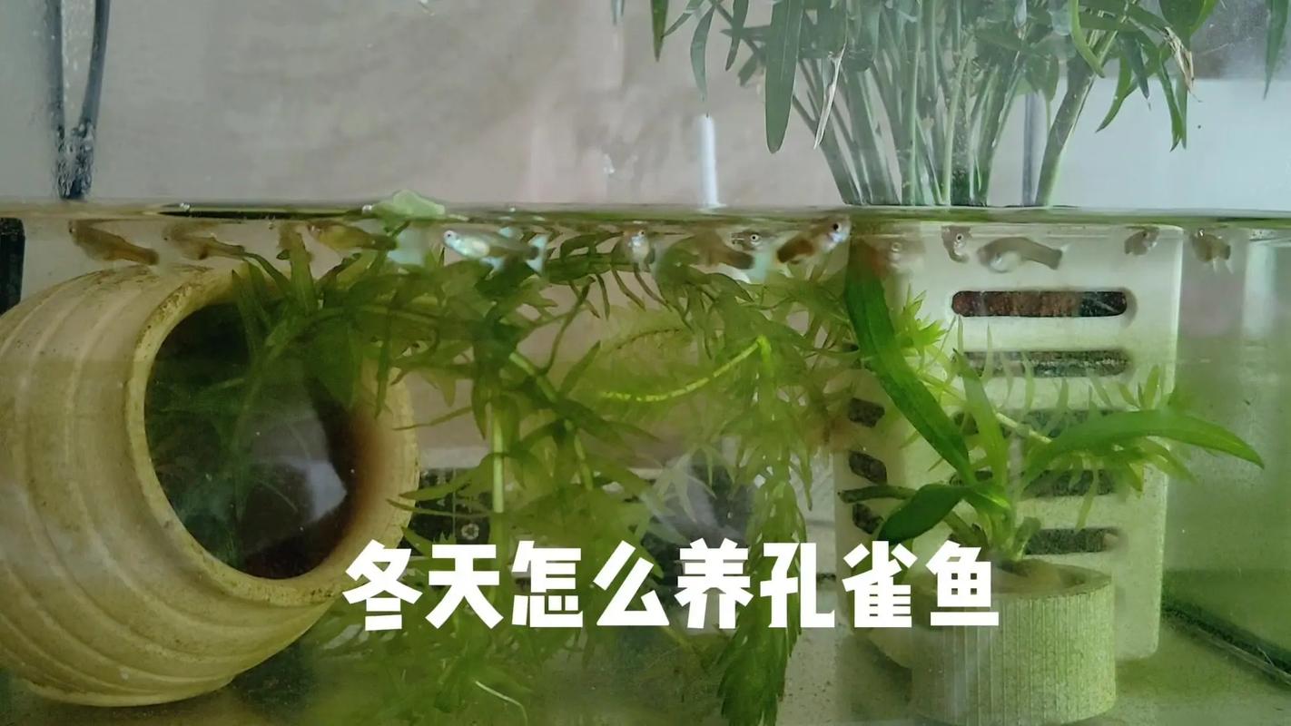 冬天鱼塘如何保温防冻?-图1 冬天鱼塘如何保温防冻?-图1