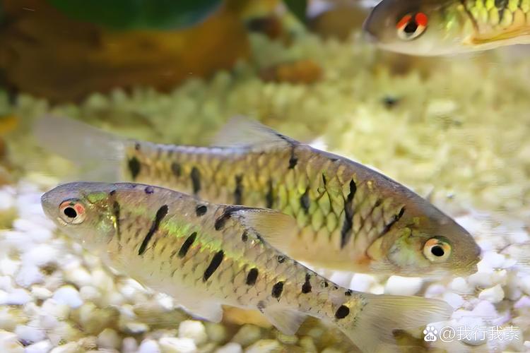 冬天鱼塘如何保温防冻？-图3