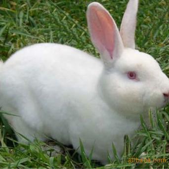獭兔品种如何选？繁殖技术要点有哪些？-图2