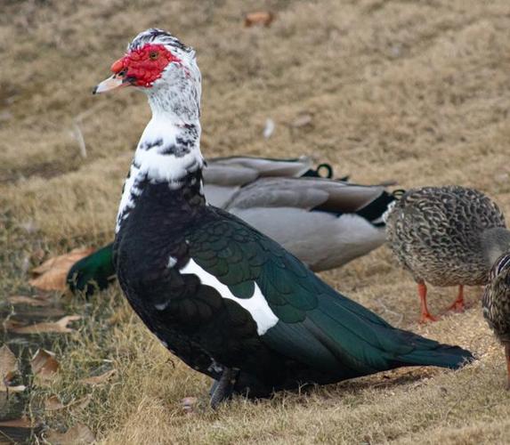 美国番鸭养殖技术视频，核心要点有哪些？-图1