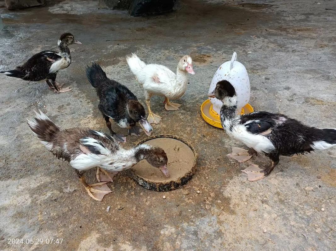 美国番鸭养殖技术视频，核心要点有哪些？-图2