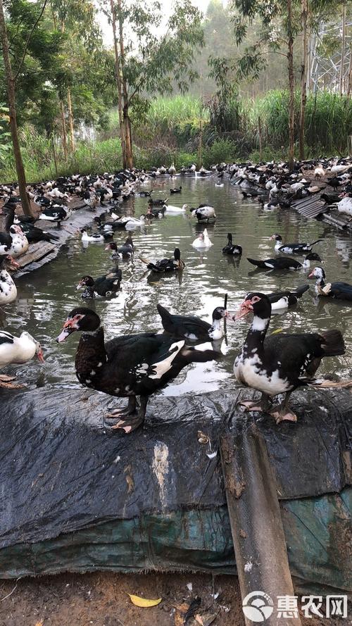 美国番鸭养殖技术视频，核心要点有哪些？-图3