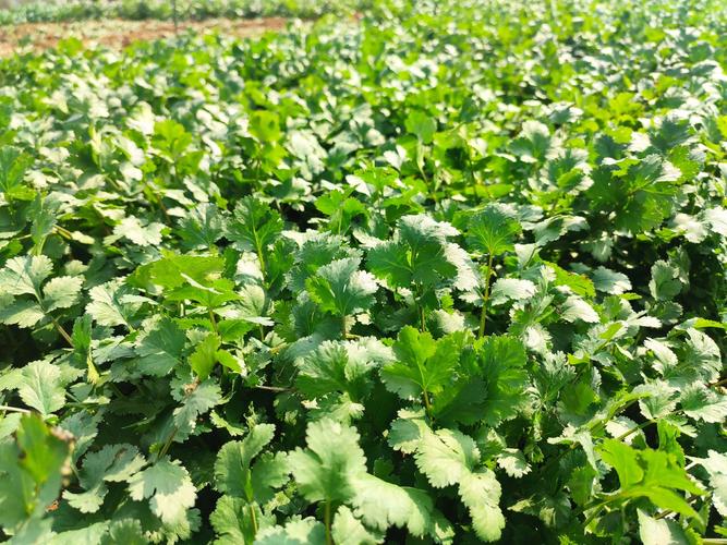 香菜怎么种又好存？-图3