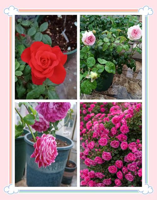 勤花月季四季开,品种咋选?-图3 勤花月季四季开,品种咋选?-图3