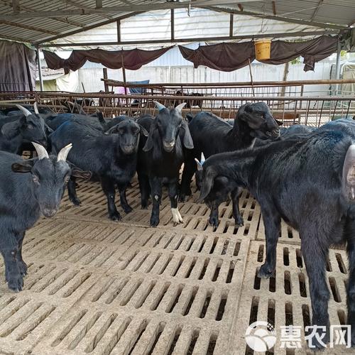 啥品种羊繁殖快利润好？-图3