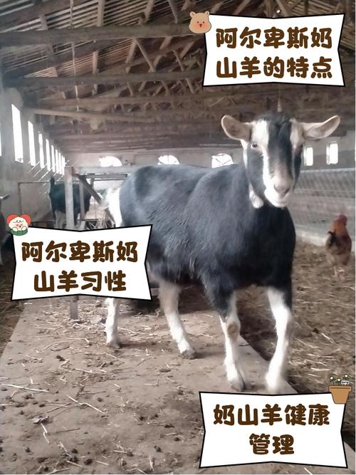 啥品种羊繁殖快利润好?-图1 啥品种羊繁殖快利润好?-图1