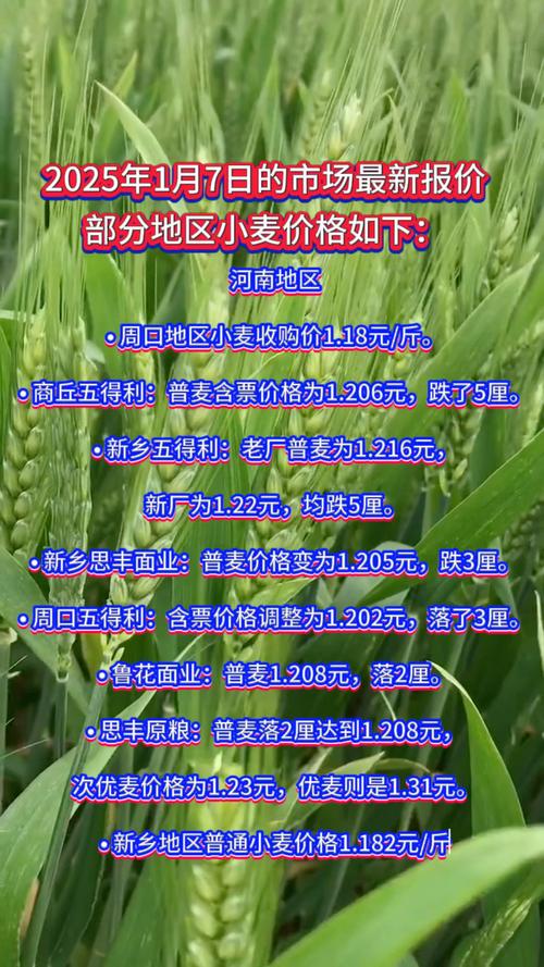 2025年小麦价格会涨还是会跌？-图2