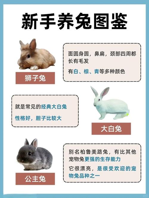 獭兔肉兔哪个好?品种选对是关键!-图1 獭兔肉兔哪个好?品种选对是关键!-图1