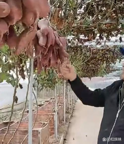 红薯种植视频，关键技术有哪些？-图2