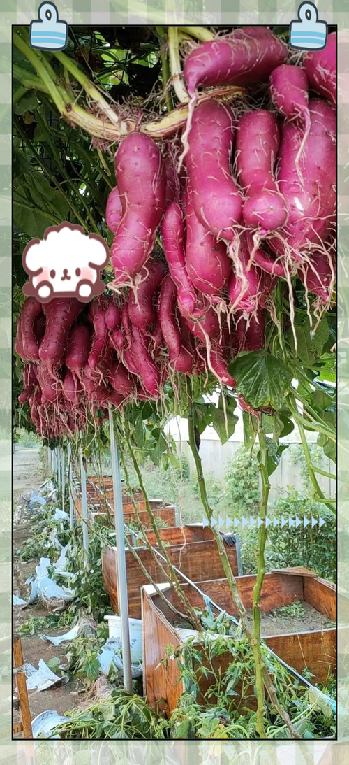 红薯种植视频，关键技术有哪些？-图3