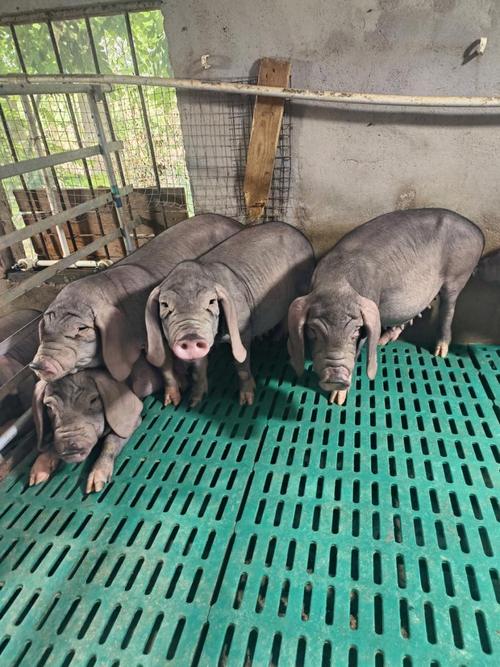 安徽有哪些优质猪品种?-图3 安徽有哪些优质猪品种?-图3