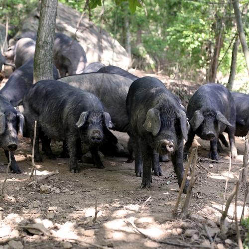 安徽有哪些优质猪品种?-图1 安徽有哪些优质猪品种?-图1