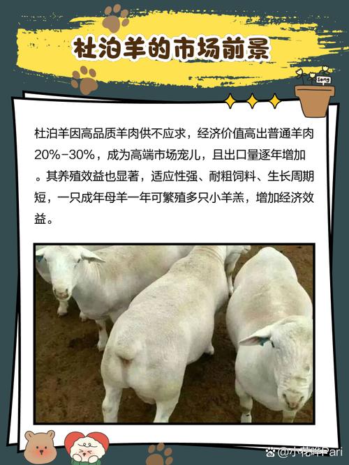 杜泊羊配种选啥品种最优?-图1 杜泊羊配种选啥品种最优?-图1