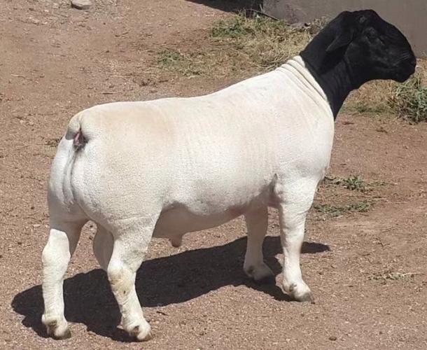 杜泊羊配种选啥品种最优?-图2 杜泊羊配种选啥品种最优?-图2