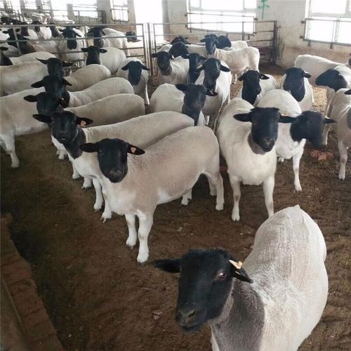 杜泊羊配种选啥品种最优?-图3 杜泊羊配种选啥品种最优?-图3