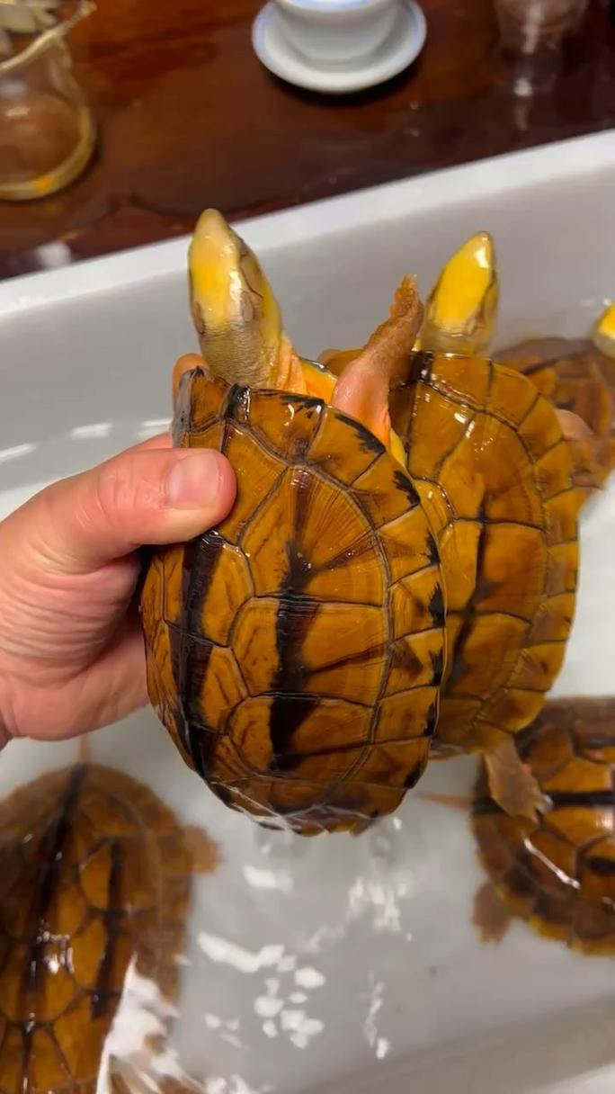 所有品种金钱龟的肚子颜色有差异吗?-图1 所有品种金钱龟的肚子颜色有差异吗?-图1