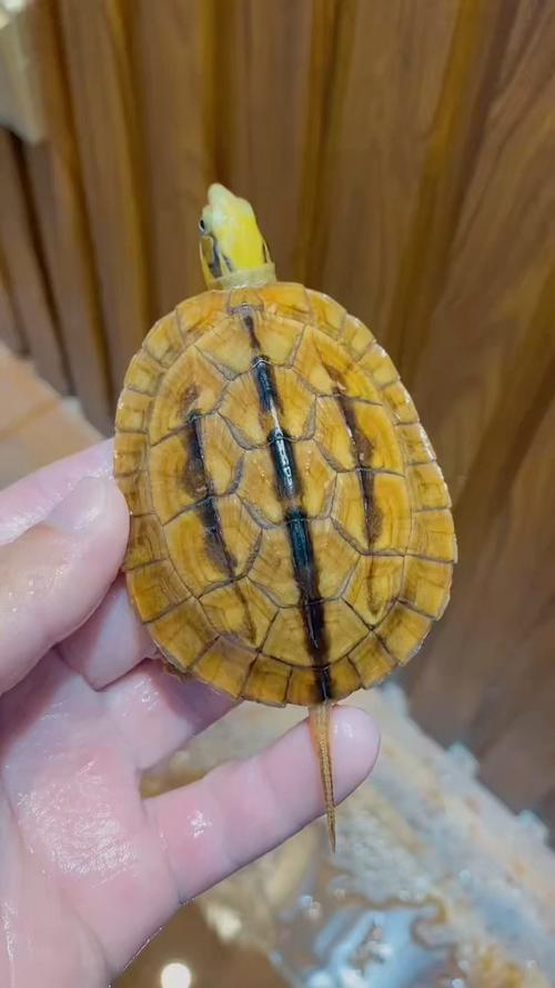 所有品种金钱龟的肚子颜色有差异吗？-图2